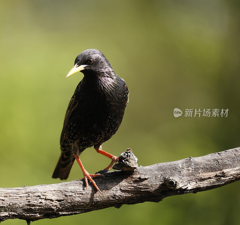 普通椋鸟(Sturnus vulgaris)